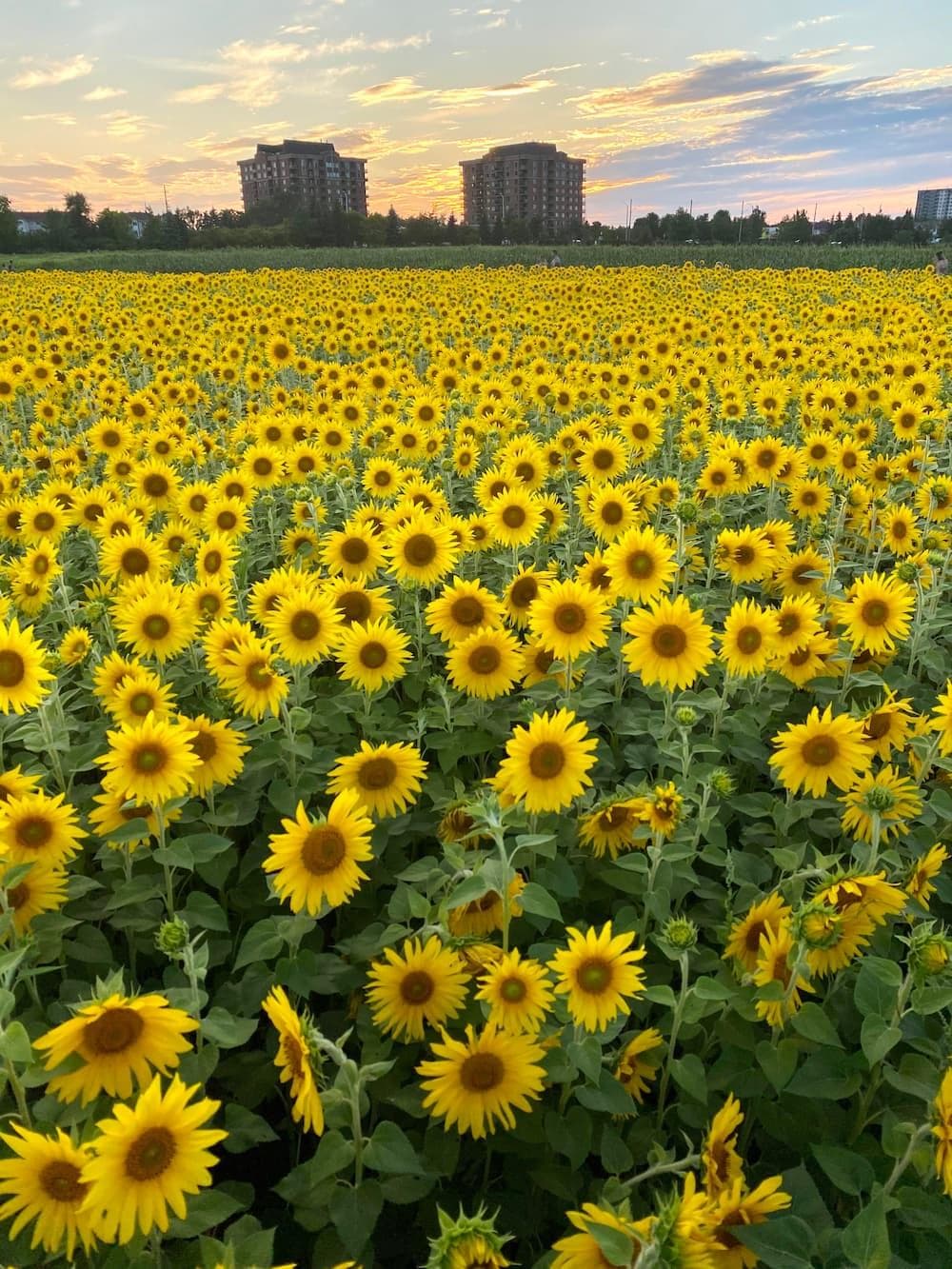 A view of the sunflower field at the Experimental Farm.